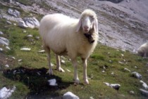 Knorrhütte - Schaf
